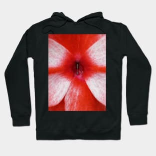 closeup macro photography of bright red and white dahlia bloom Hoodie